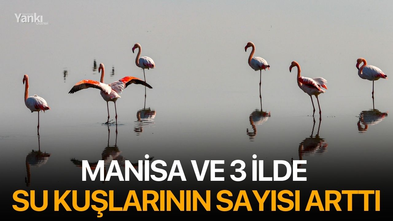 Manisa ve 3 ilde su kuşlarının sayısı arttı