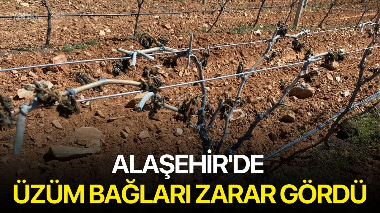 Alaşehir'de Üzüm Bağları Zarar Gördü