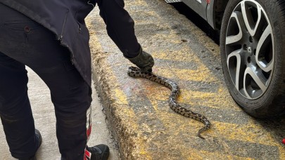 Manisa'da aracın kaputundan çıktı! Boyu bir metre...