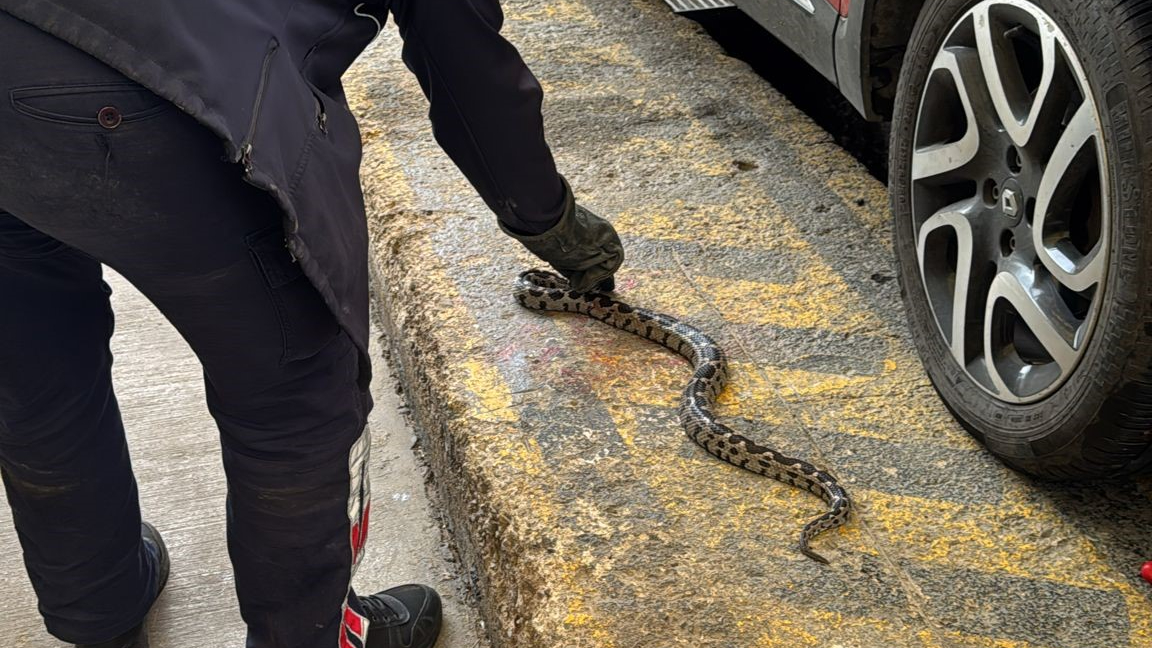 Manisa'da aracın kaputundan çıktı! Boyu bir metre...