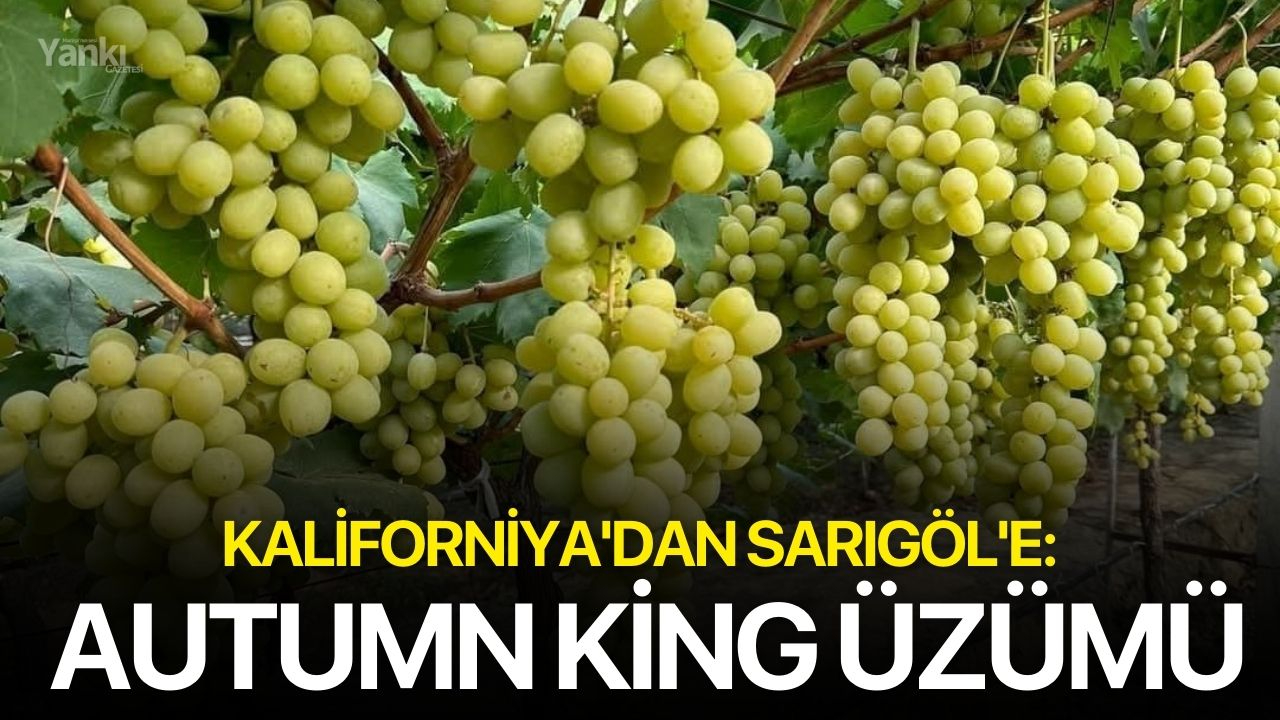 Kaliforniya'dan Sarıgöl'e: Autumn King Üzümü