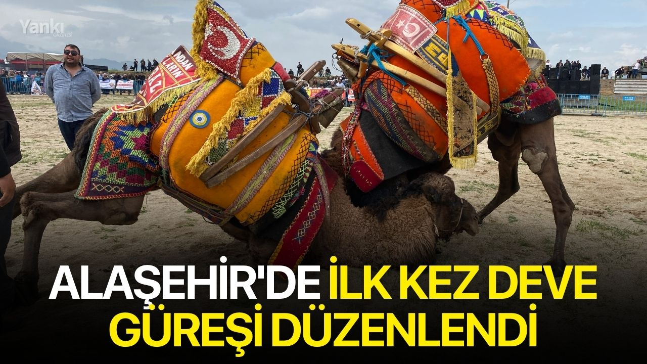 Alaşehir'de ilk kez deve güreşi düzenlendi