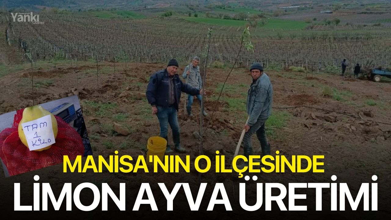 Manisa'nın O İlçesinde Limon Ayva Üretimi