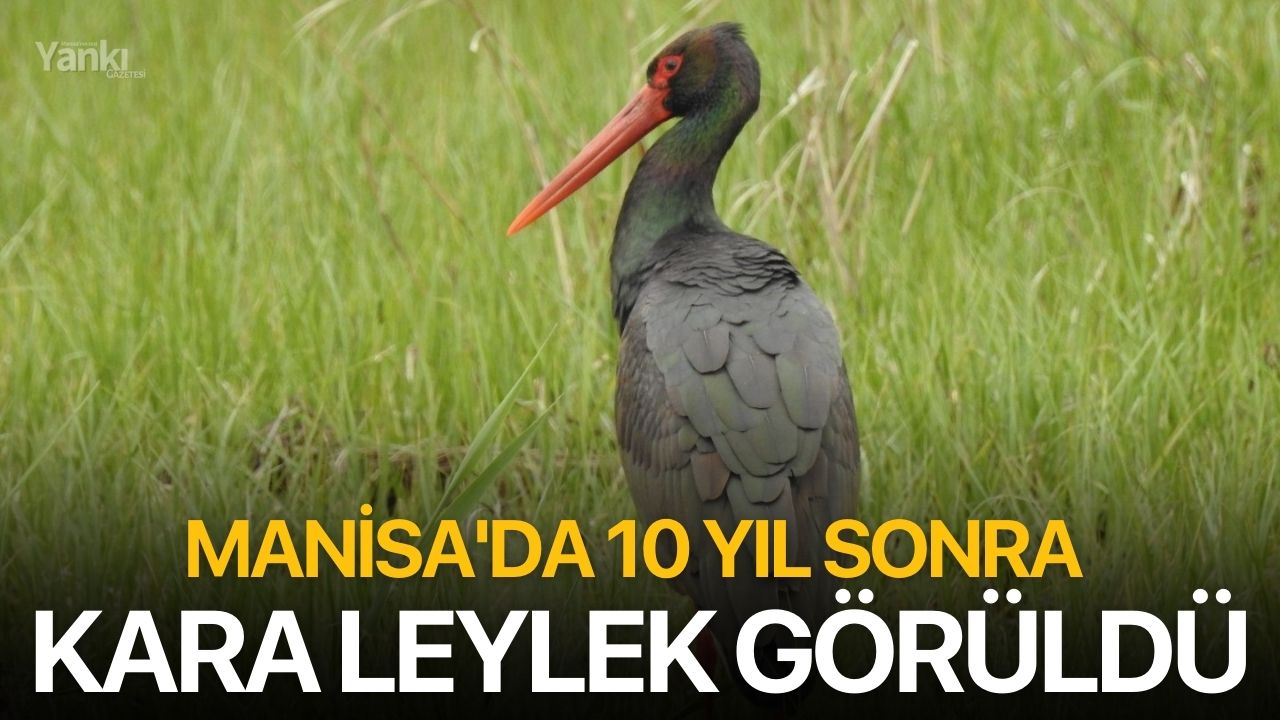 Manisa'da 10 yıl sonra kara leylek görüldü