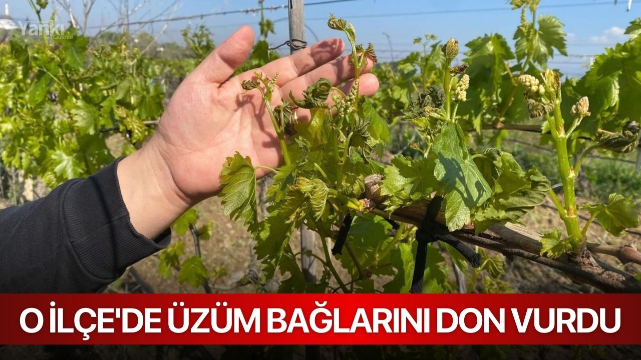 O İlçe'de Üzüm Bağlarını Don Vurdu
