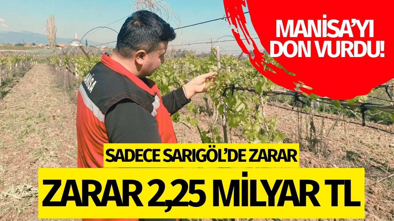 Manisa'yı don vurdu! Sadece Sarıgöl'de zarar 2,25 milyar TL