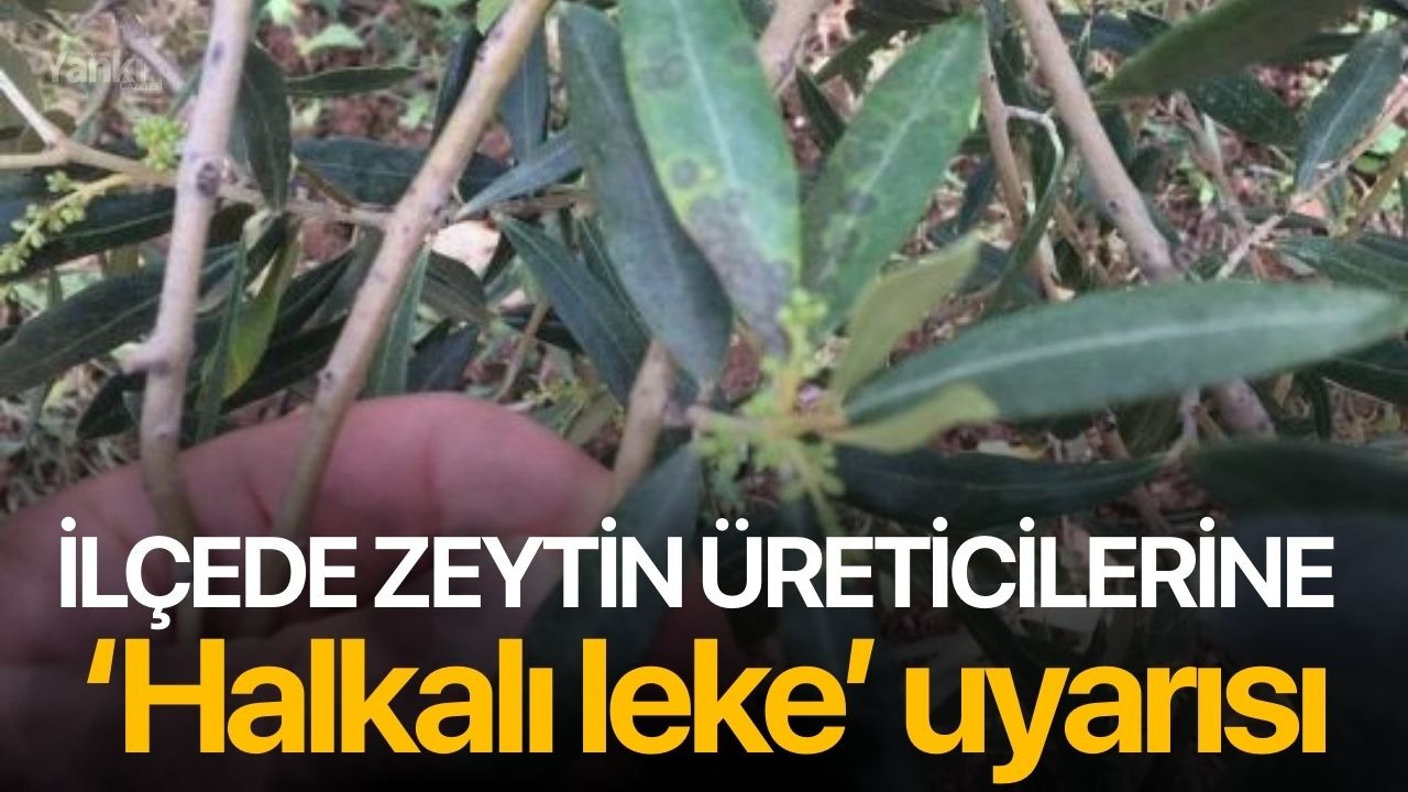 İlçede zeytin üreticilerine ‘halkalı leke’ uyarısı