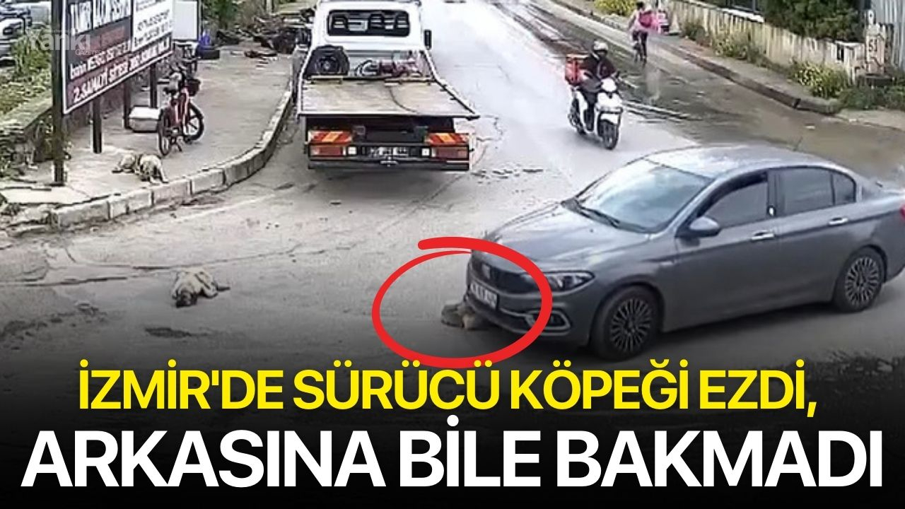 İzmir'de sürücü köpeği ezdi, arkasına bile bakmadı