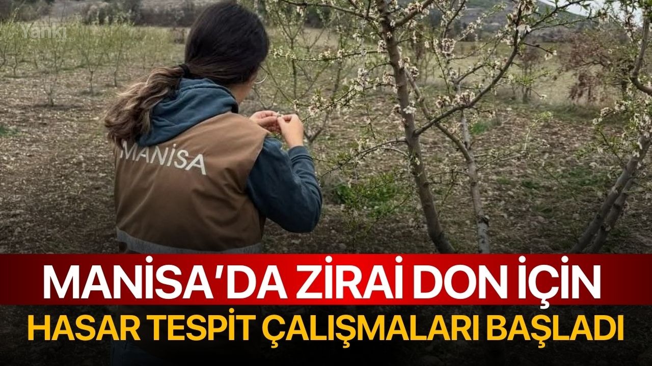 Manisa'da zirai don için hasar tespit çalışmaları başladı