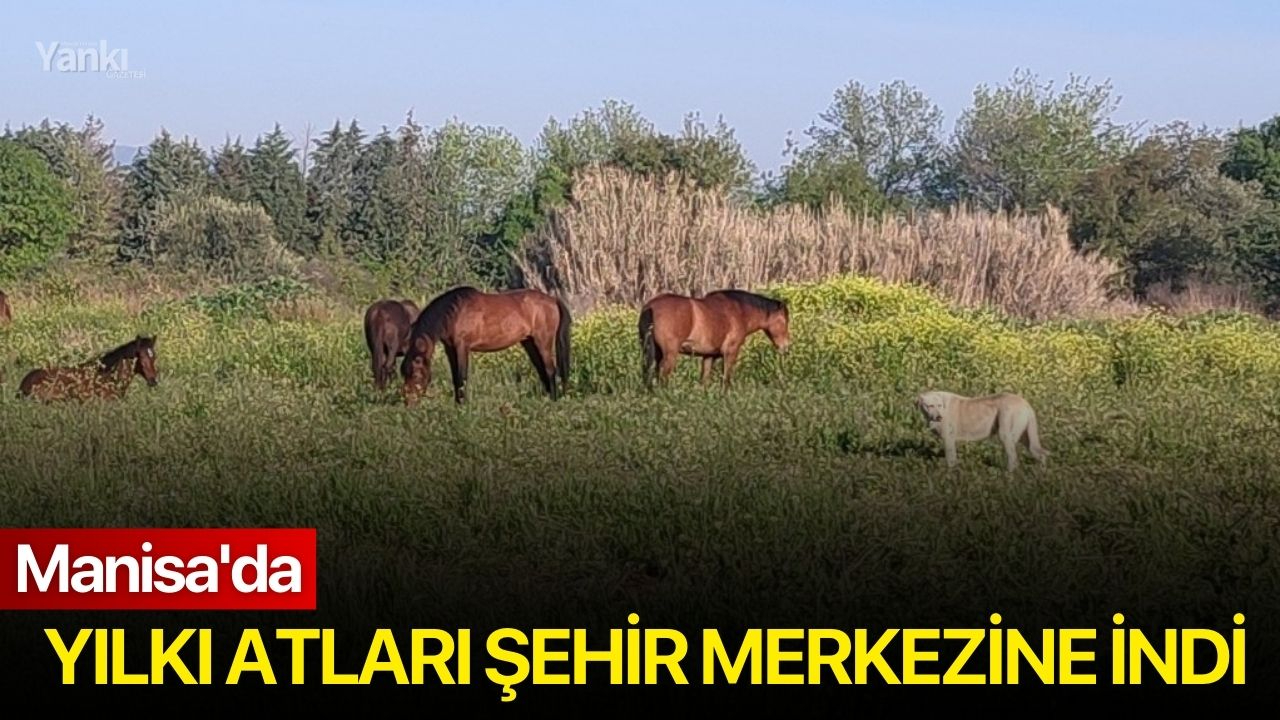 Manisa'da Yılkı Atları Şehir Merkezine İndi