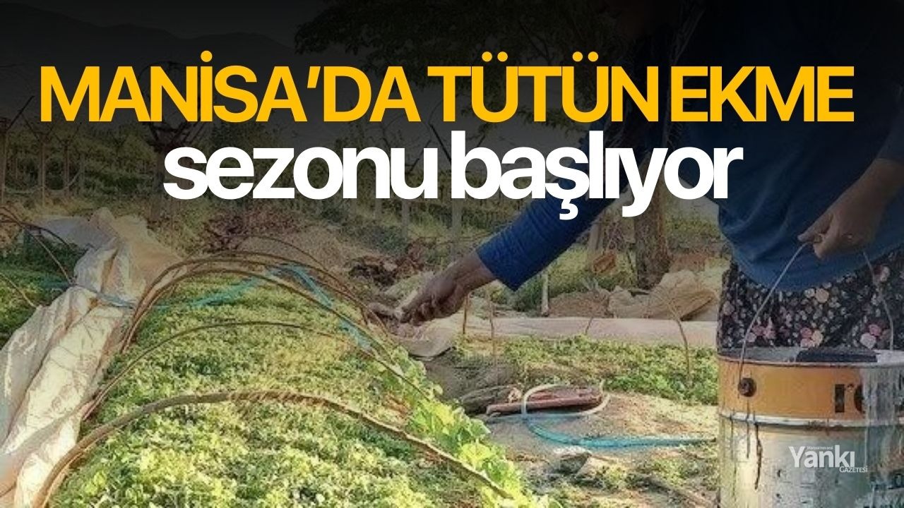 Manisa'da tütün ekme sezonu başlıyor