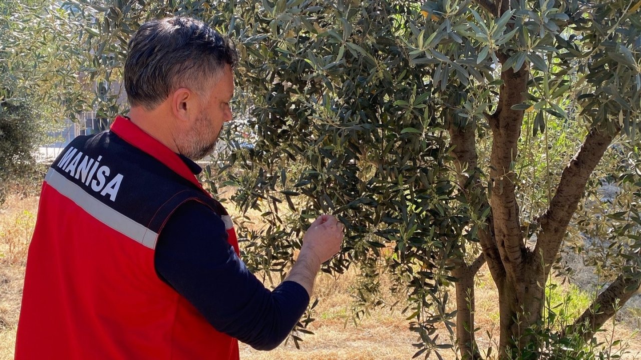 Zeytin üreticilerine ’Pamuklu bit’ uyarısı