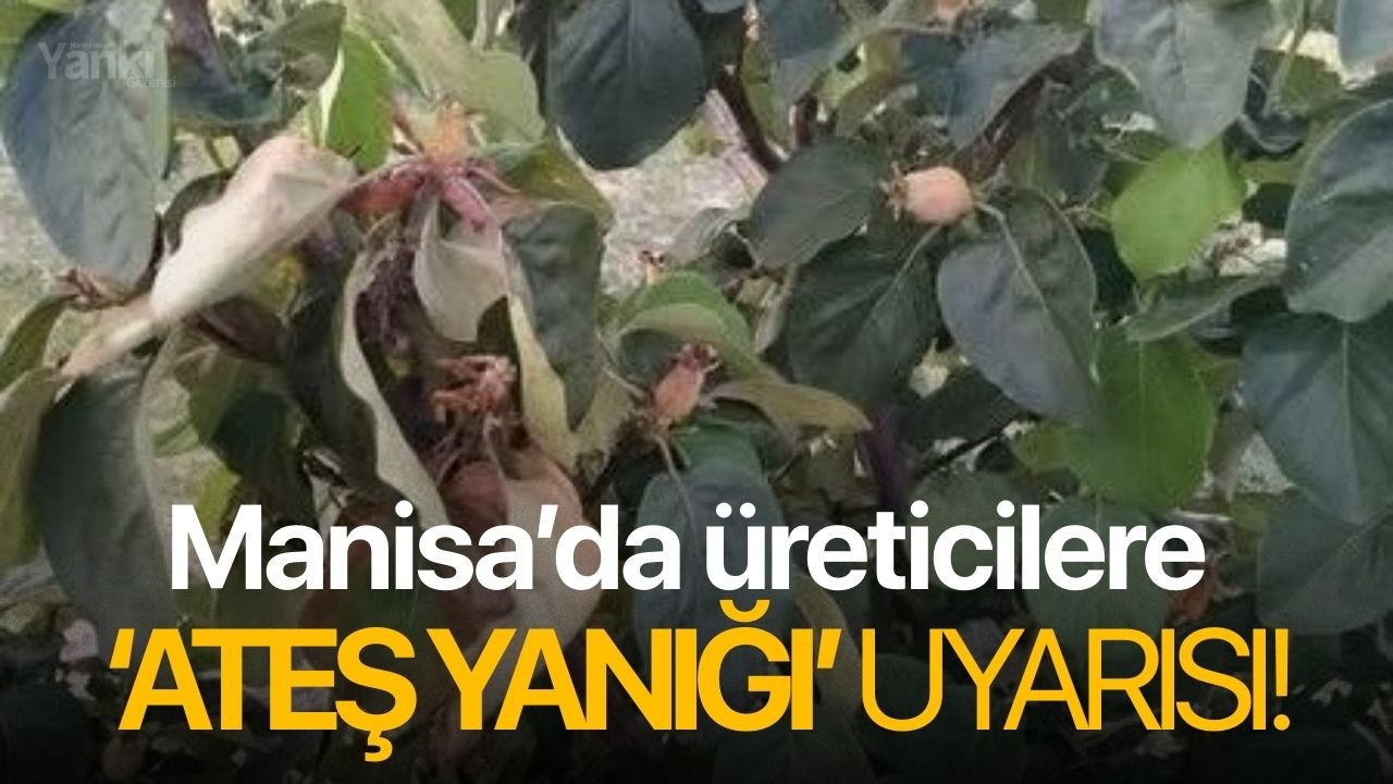 Manisa’da üreticilere ‘ateş yanığı’ uyarısı!