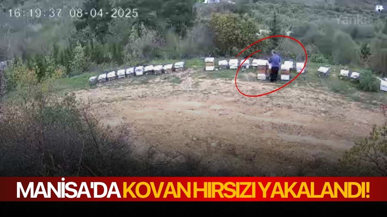 Manisa'da kovan hırsızı yakalandı!