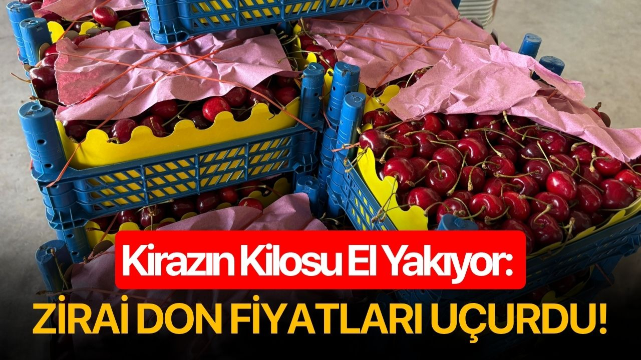 Kirazın Kilosu El Yakıyor: Zirai Don Fiyatları Uçurdu!