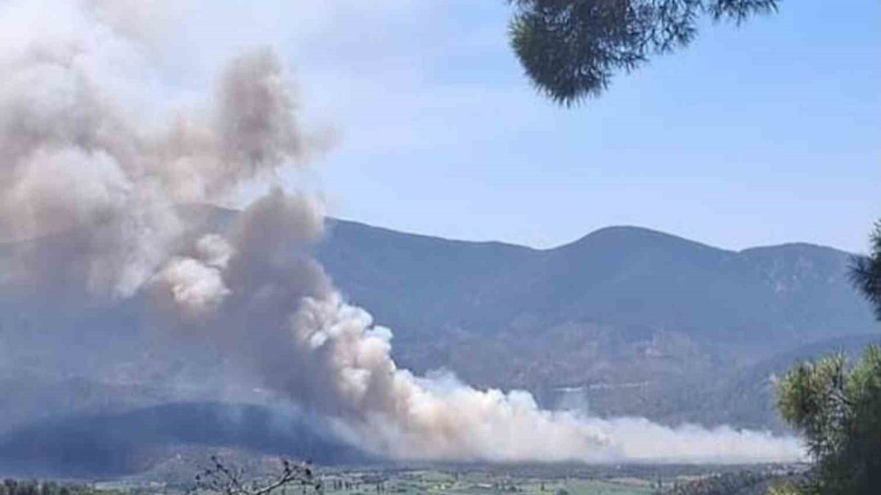 Muğla'da makilik ve zeytinlik alan yangını