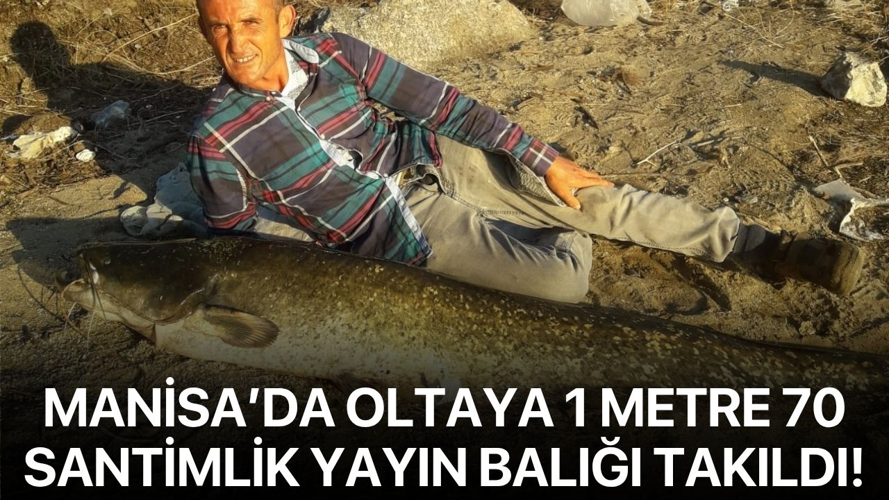 Manisa’da oltaya 1 metre 70 santimlik yayın balığı takıldı!