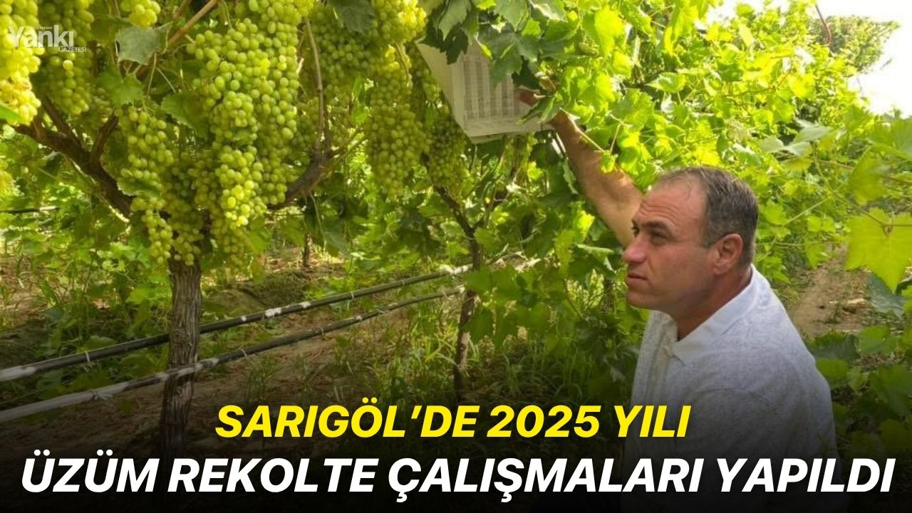 Sarıgöl’de 2025 yılı üzüm rekolte çalışmaları yapıldı