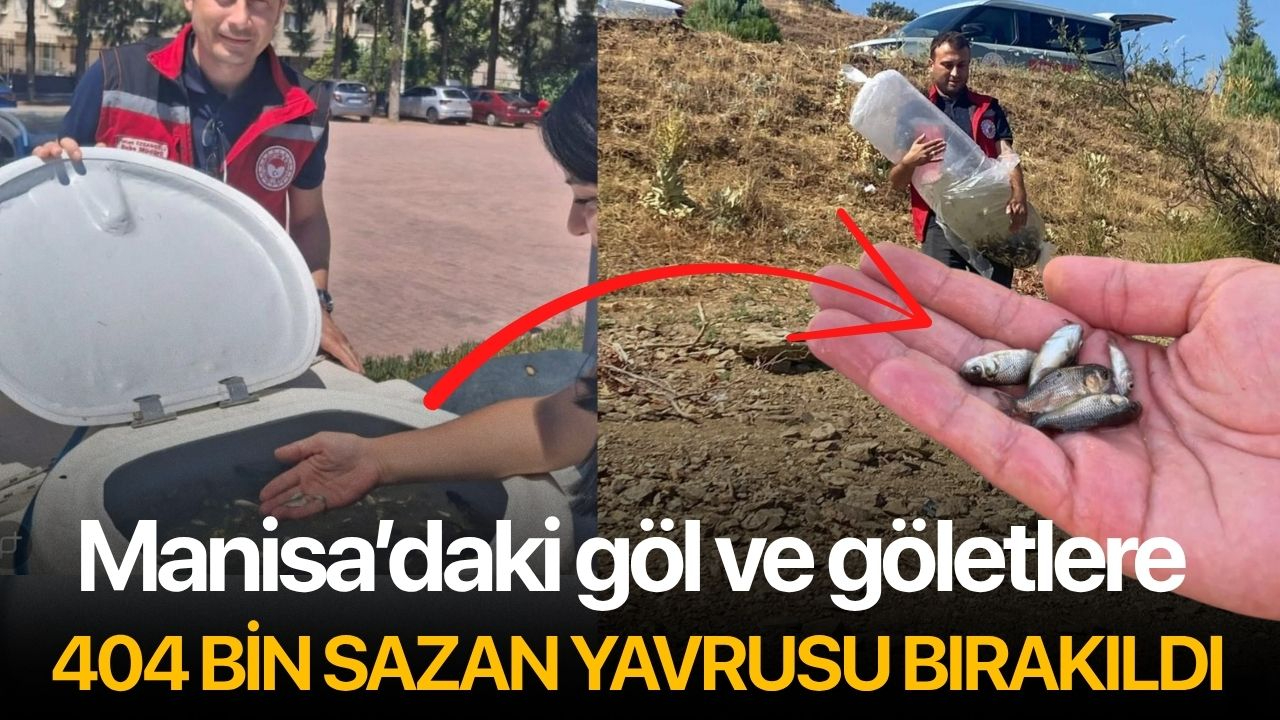 Manisa’daki göl ve göletlere 404 bin sazan yavrusu bırakıldı