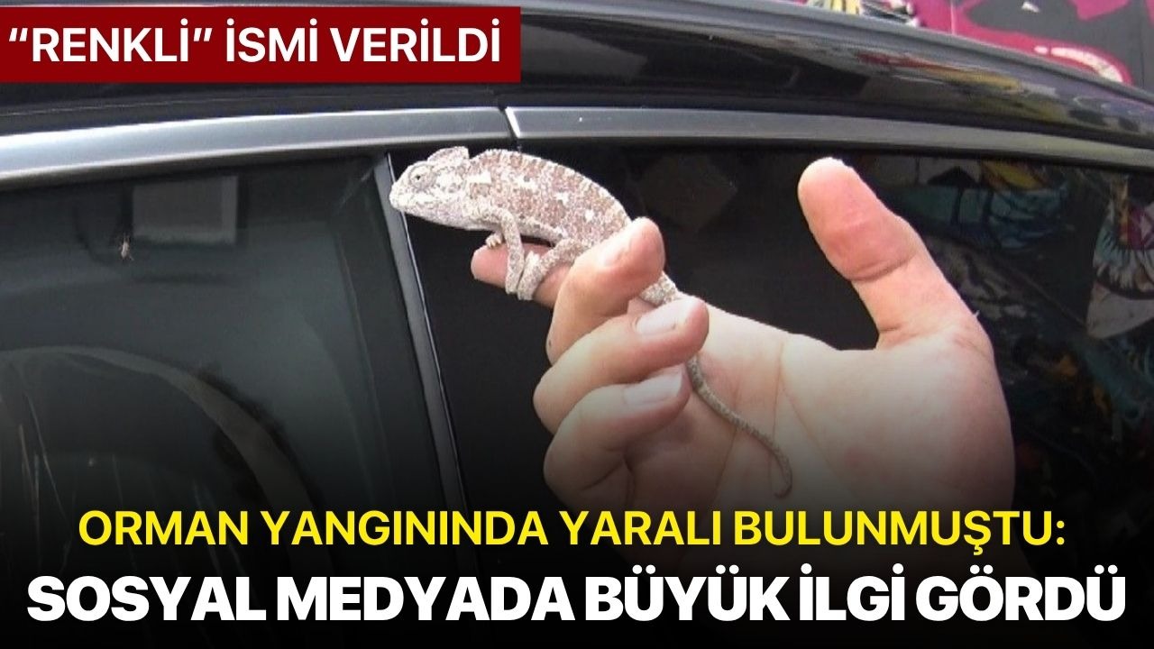 Orman yangınında yaralı bulunmuştu: Sosyal medyada büyük ilgi gördü
