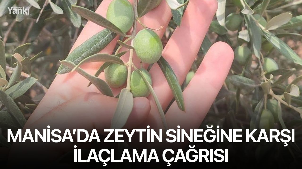 Manisa’da zeytin sineğine karşı ilaçlama çağrısı