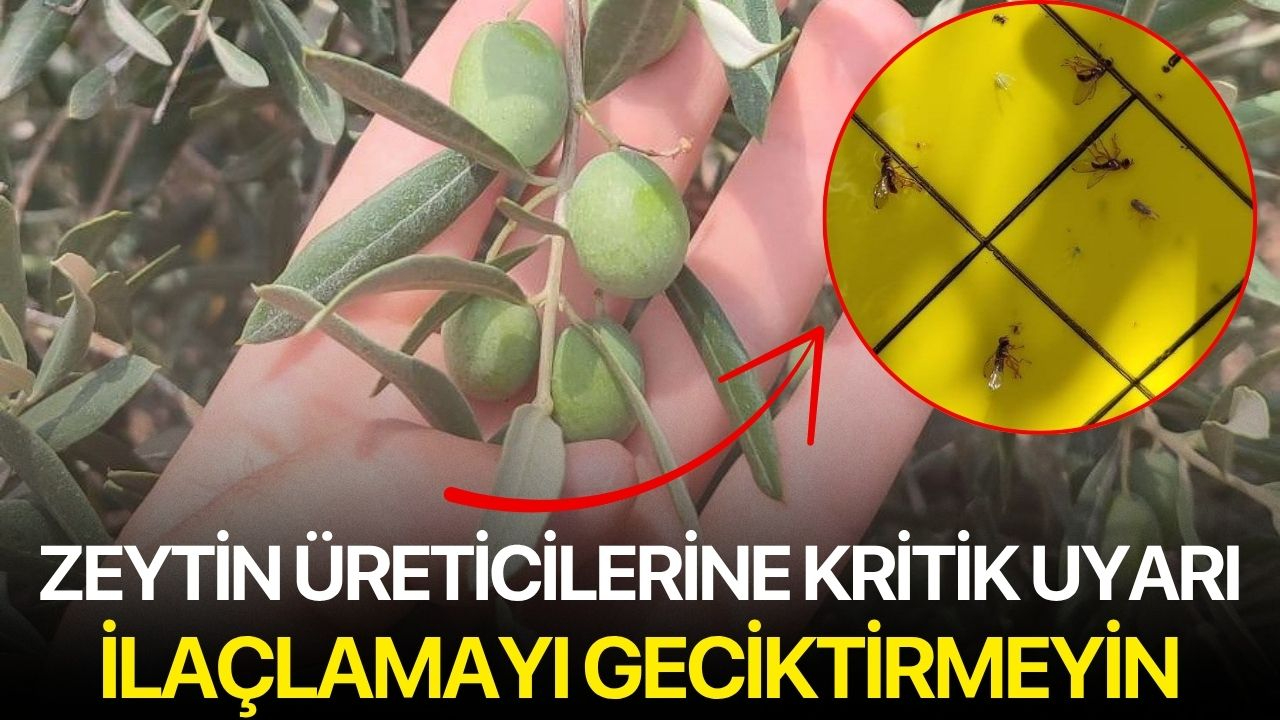 Zeytin Üreticilerine Kritik Uyarı: İlaçlamayı Geciktirmeyin