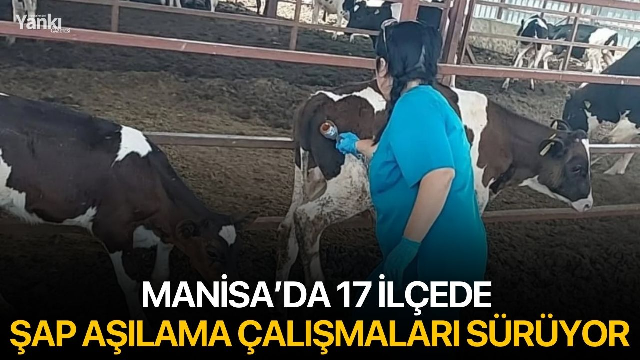 Manisa’da 17 ilçede şap aşılama çalışmaları sürüyor