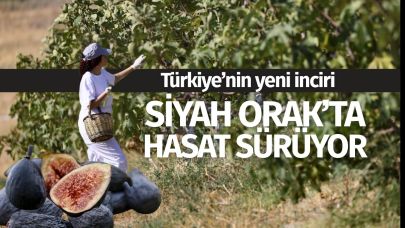 Türkiye'nin yeni inciri 'Siyah Orak'ta Hasat Sürüyor