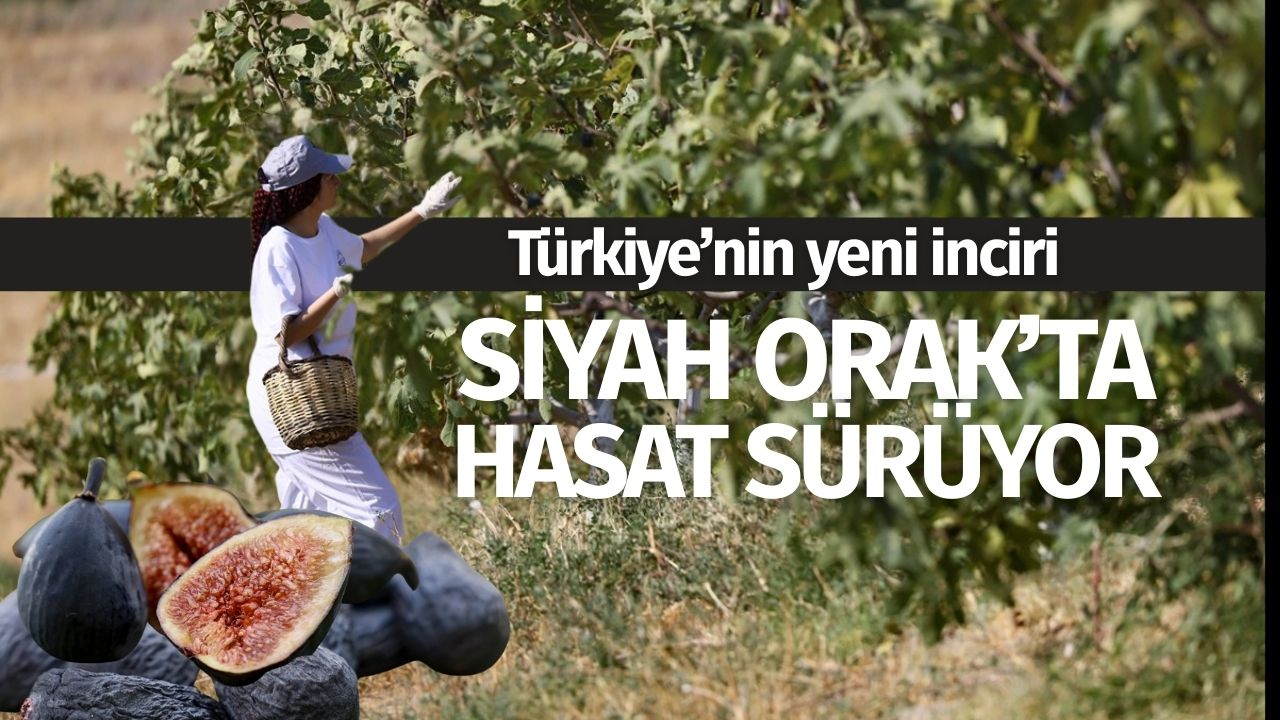 Türkiye'nin yeni inciri 'Siyah Orak'ta Hasat Sürüyor