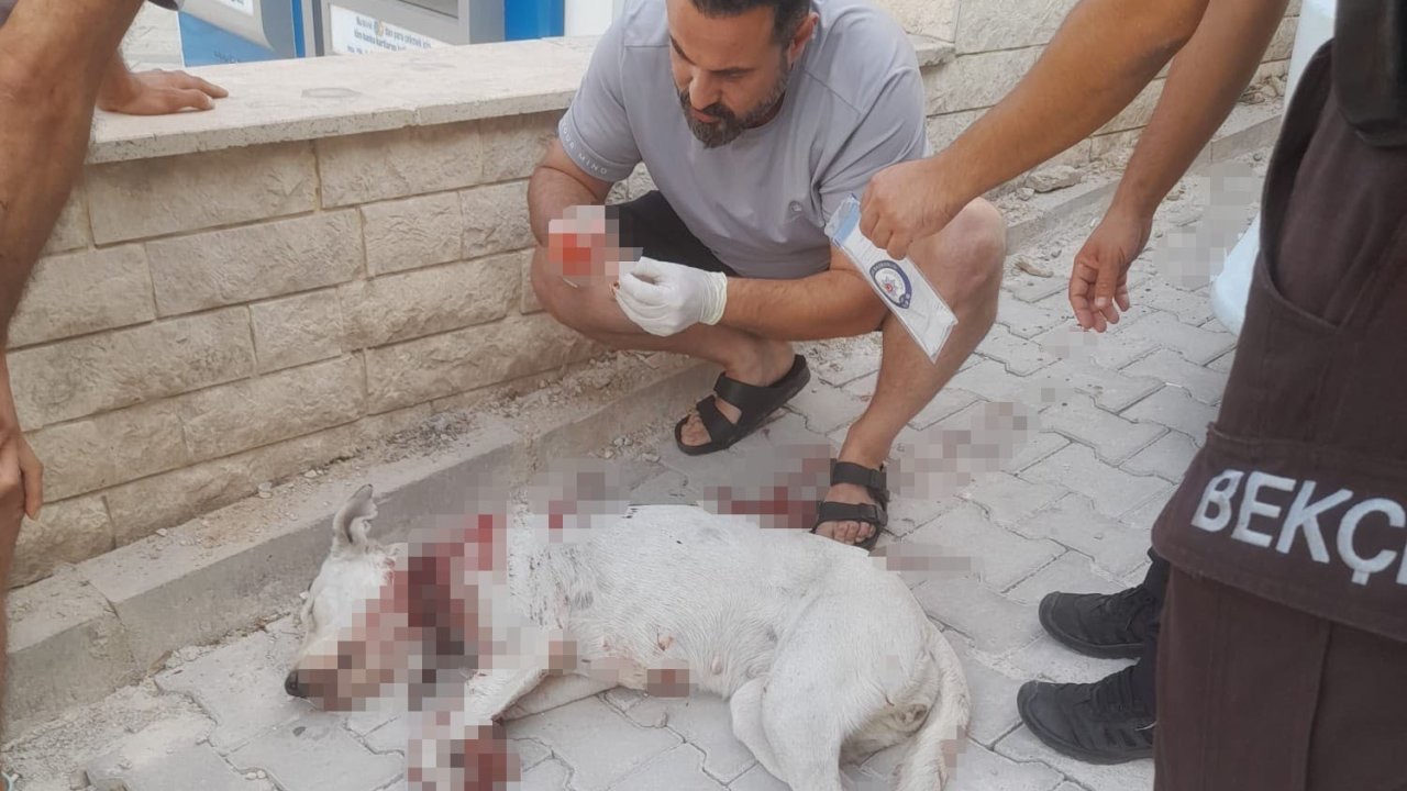 Hamile köpeği tüfekle vuran cani tutuklandı!