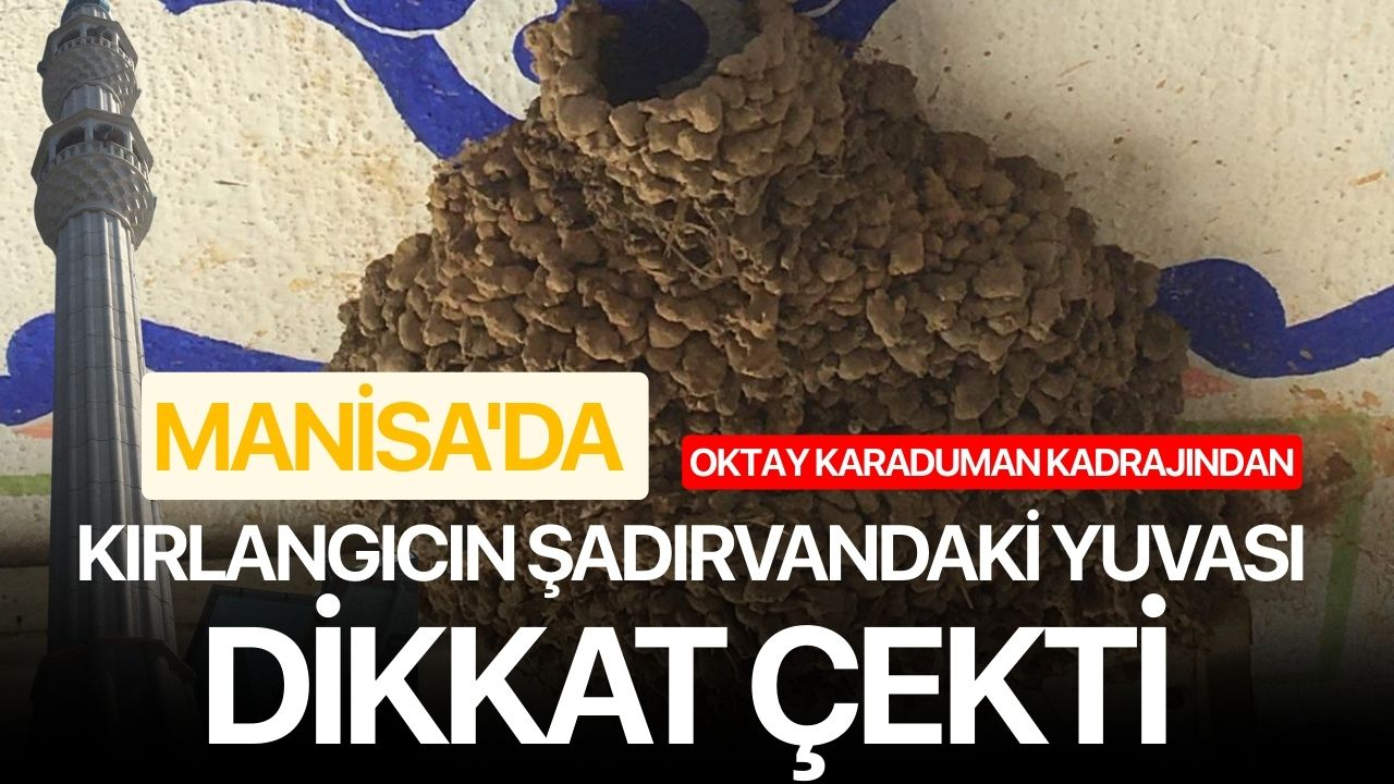 Manisa'da kırlangıcın şadırvandaki yuvası dikkat çekti