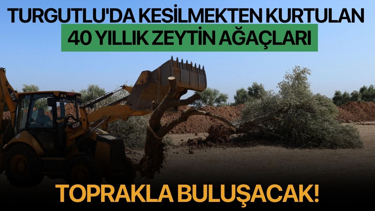 Turgutlu'da kesilmekten kurtulan 40 yıllık zeytin ağaçları toprakla buluşacak