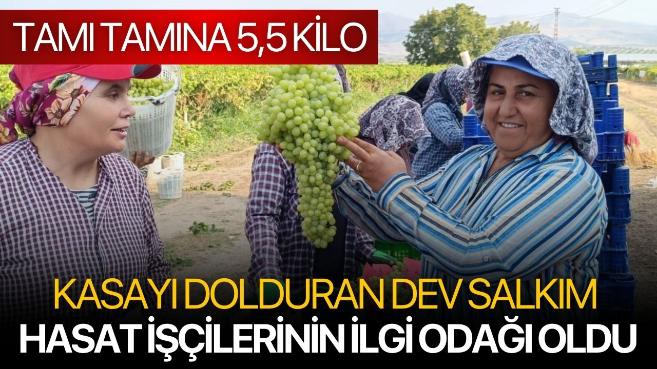 Kasayı Dolduran Dev Salkım Hasat İşçilerinin İlgi Odağı Oldu