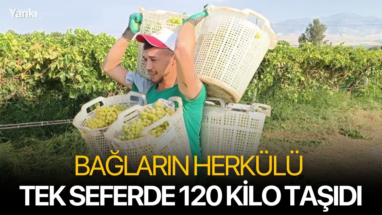 Bağların herkülü tek seferde 120 kilo taşıdı