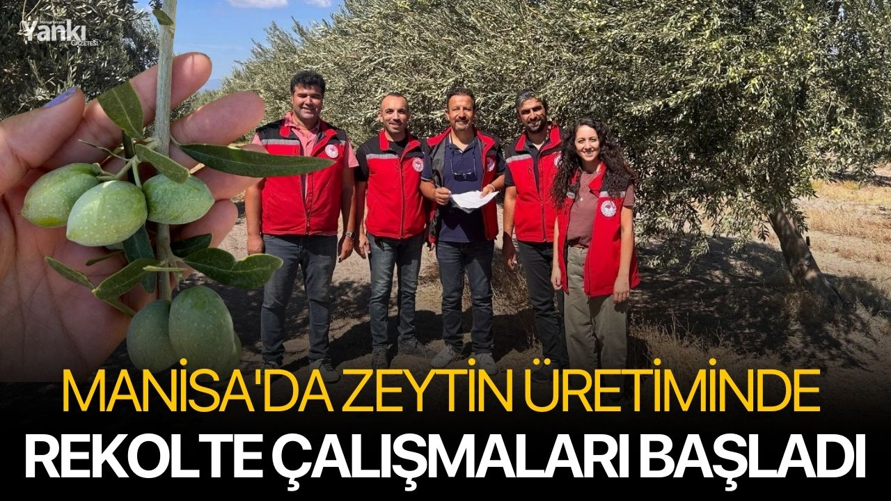 Manisa'da zeytin üretiminde rekolte çalışmaları başladı
