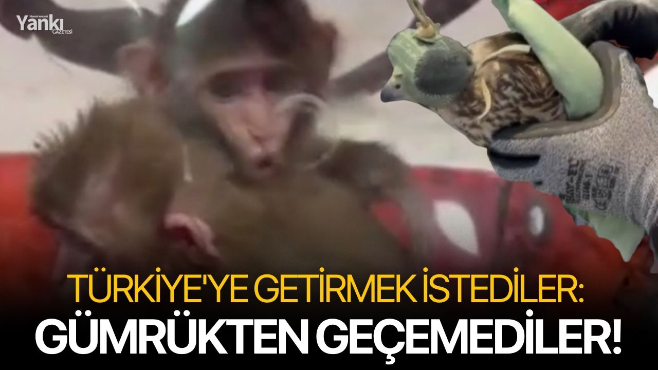 Türkiye'ye getirmek istediler: Gümrükten geçemediler!