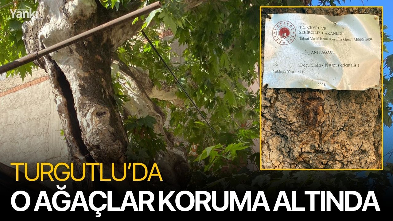 Turgutlu’da O Ağaçlar Koruma Altında