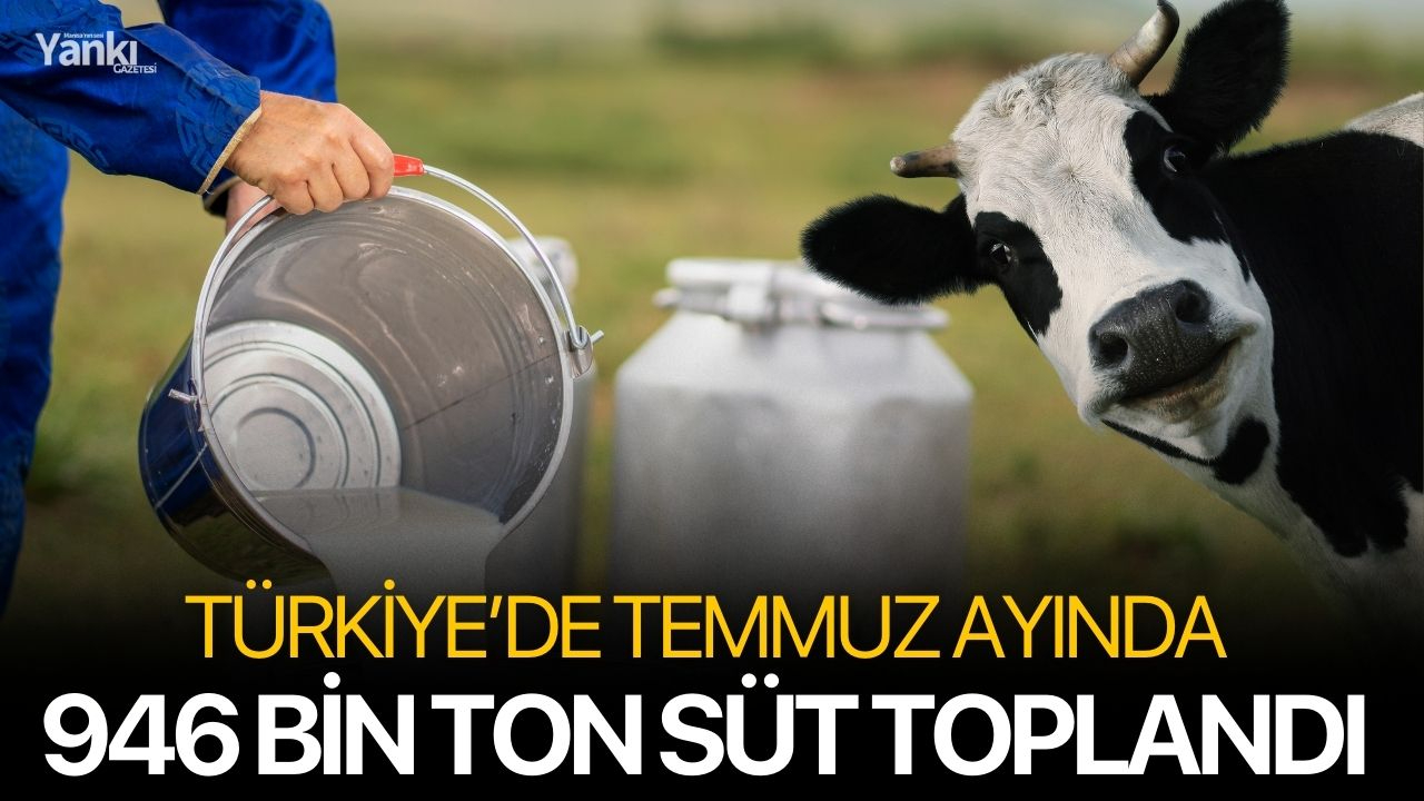 Türkiye’de Temmuz Ayında 946 Bin Ton Süt Toplandı