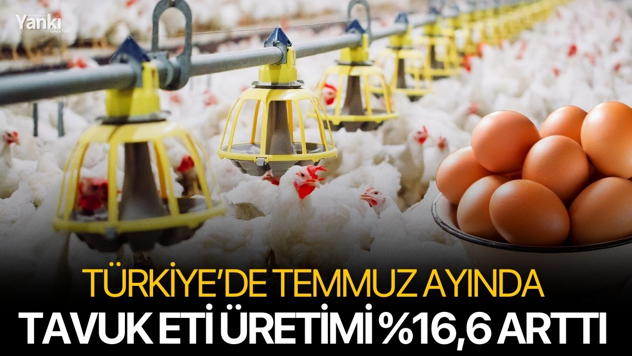 Türkiye’de Temmuz Ayında Tavuk Eti Üretimi %16,6 Arttı