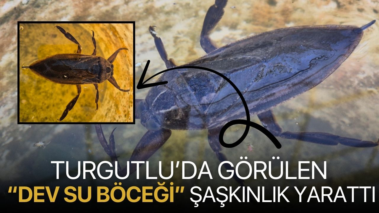 Turgutlu’da Görülen “Dev Su Böceği” Şaşkınlık Yarattı