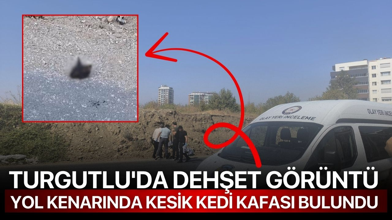 Turgutlu'da dehşet görüntü: yol kenarında kesik kedi kafası bulundu