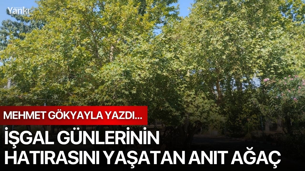 İŞGAL GÜNLERİNİN HATIRASINI YAŞATAN ANIT AĞAÇ