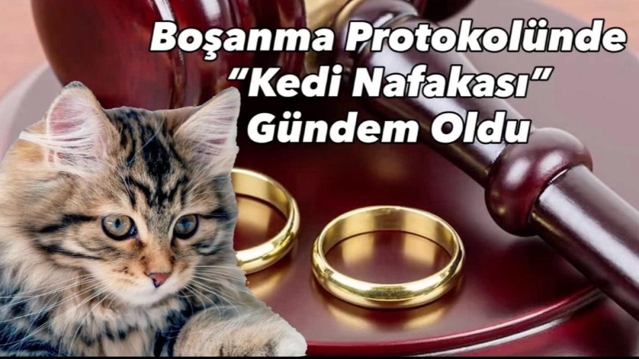 Boşanma protokolünde "Kedi nafakası" gündem oldu
