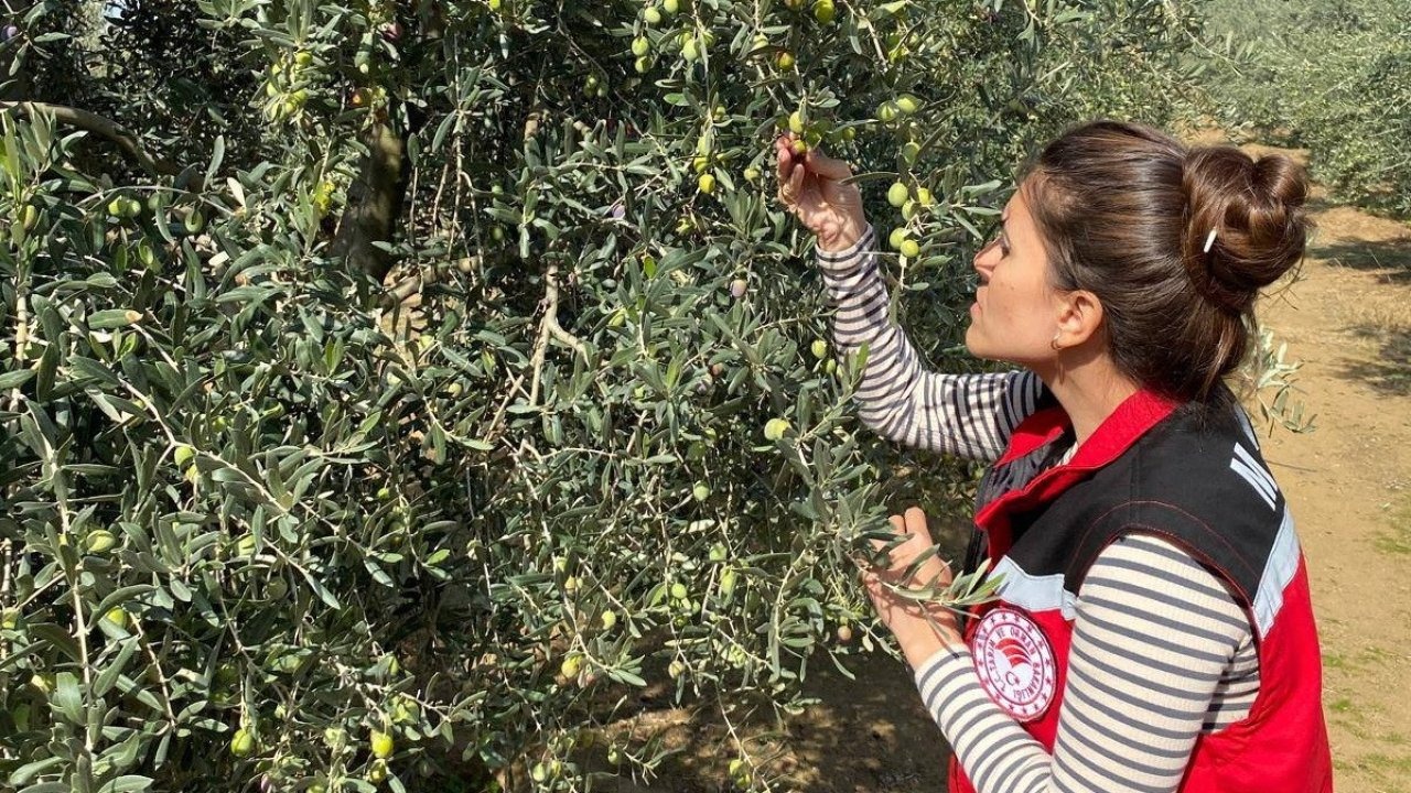 İlçede zeytin sineğine karşı acil uyarı!