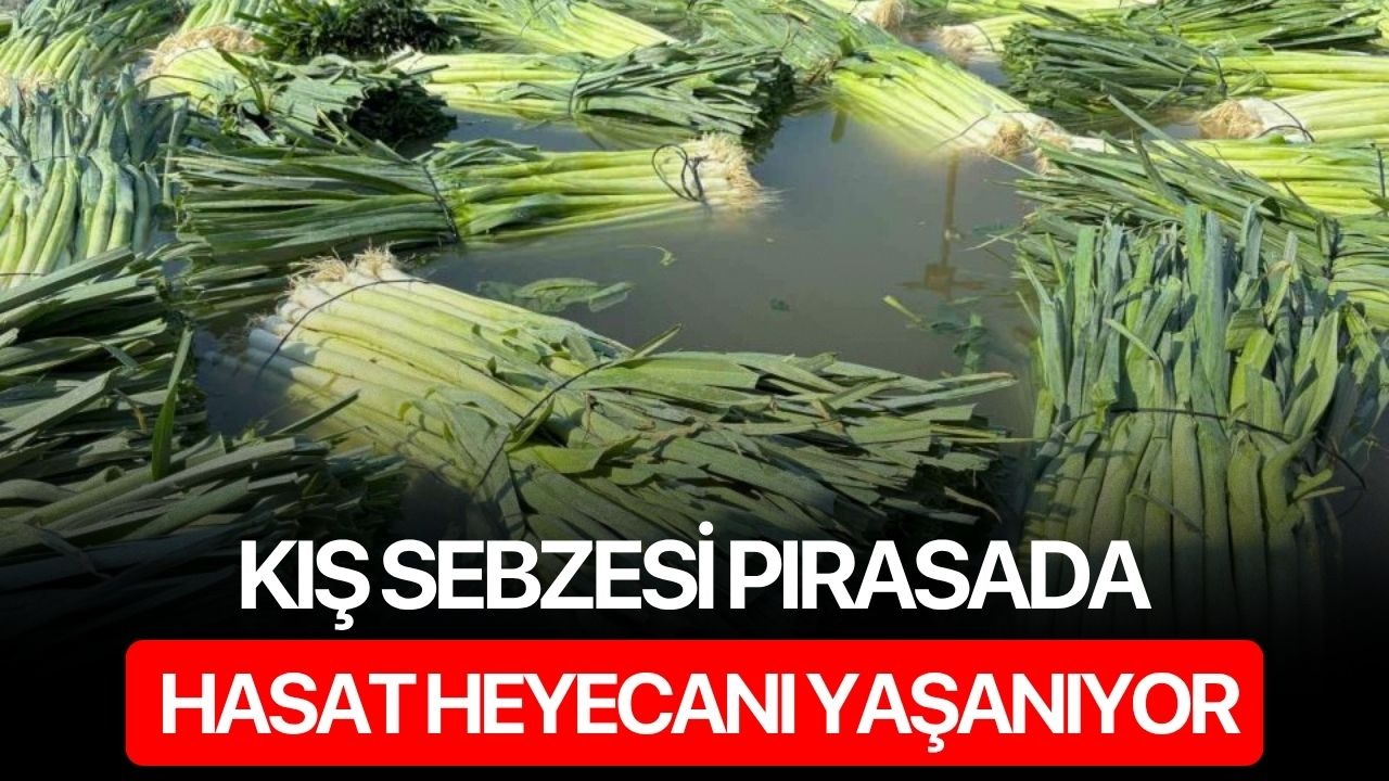 Kış sebzesi pırasada hasat heyecanı yaşanıyor