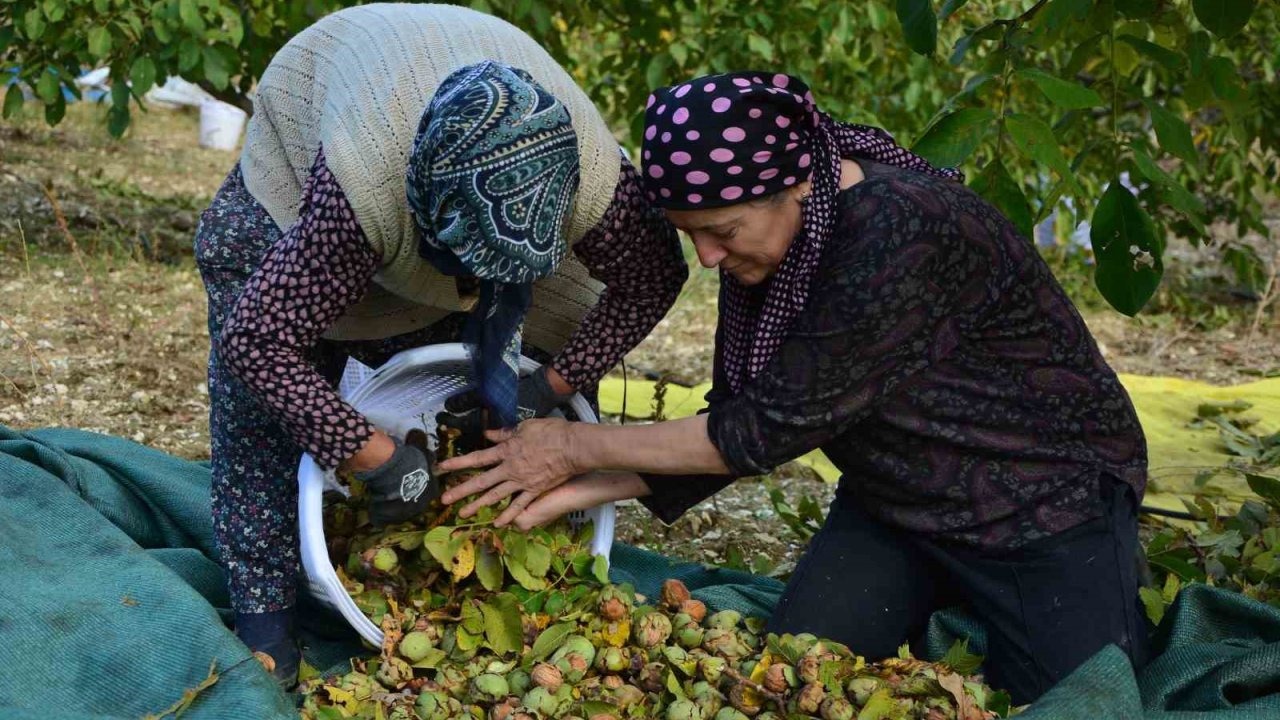 Manisa'da bu kez de ceviz hasadı başladı