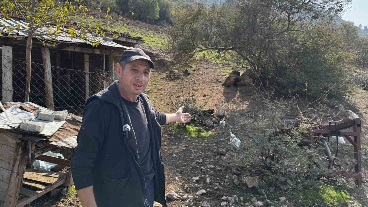 Manisa'da CİMER’e yapılan ’İnek ve tavuklar serbest dolaşıyor, salgın hastalık riski var’ şikayeti!