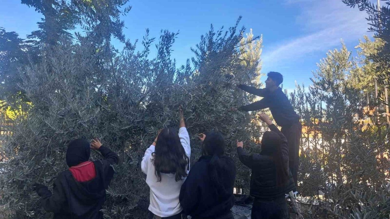 Manisalı öğrenciler zeytin hasadıyla üretim bilincini öğreniyor