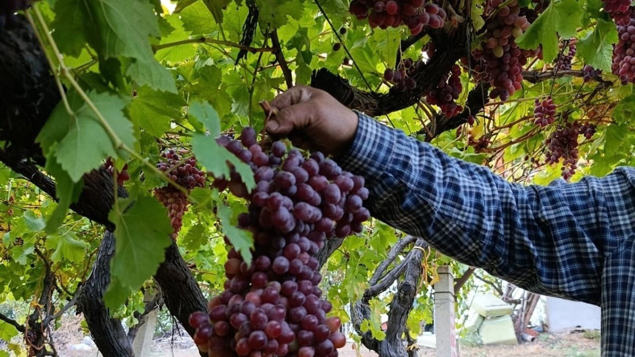 Manisalı üreticiden 1 kilo 740 gramlık üzüm salkımı