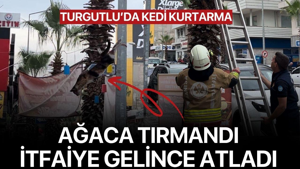 Turgutlu'da Kedi Kurtarma Ağaca Tırmandı, İtfaiye Gelince Atladı